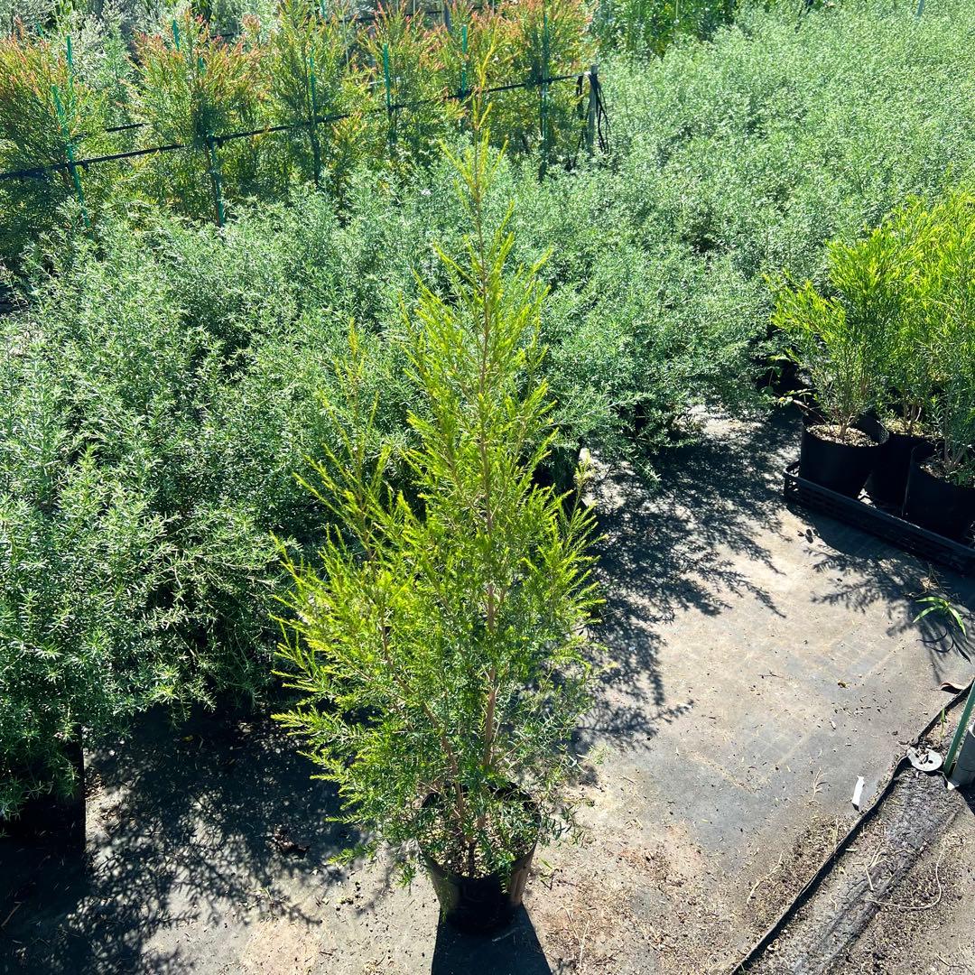 【高さ140㎝前後‼️】メラレウカ　メディカルティーツリー ティーツリー　苗