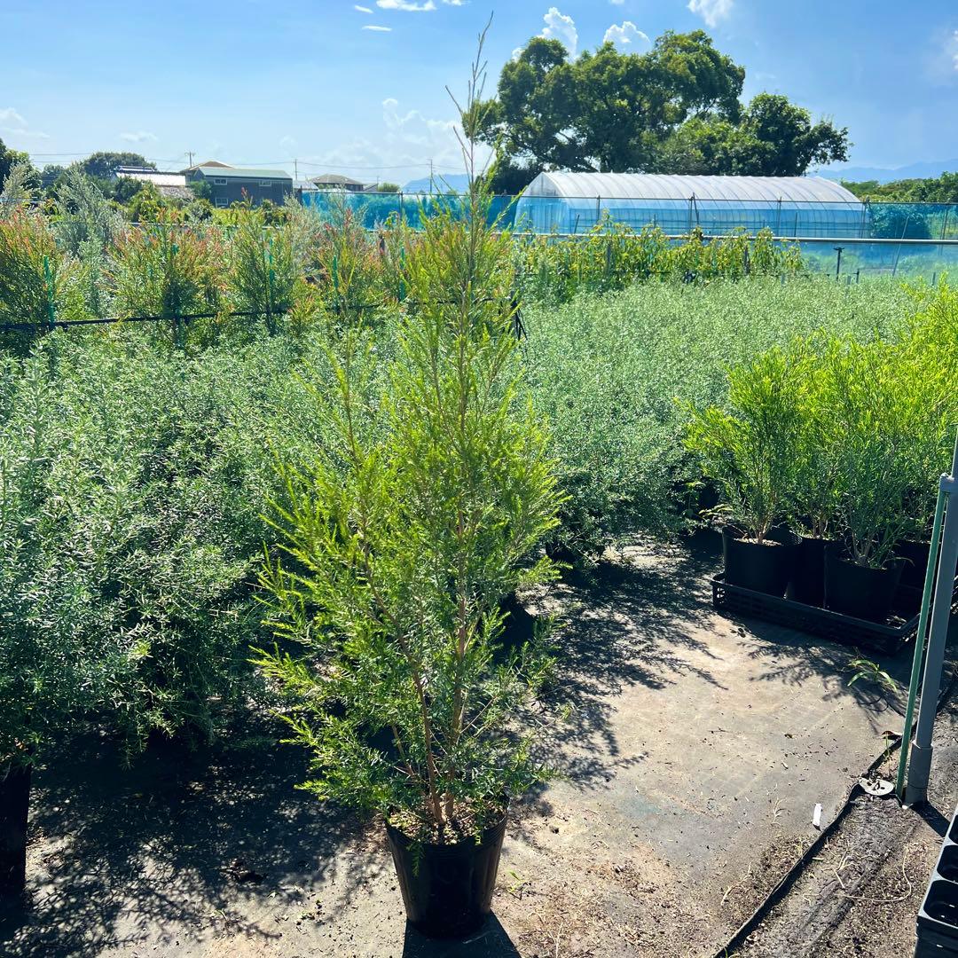 【高さ140㎝前後‼️】メラレウカ　メディカルティーツリー ティーツリー　苗