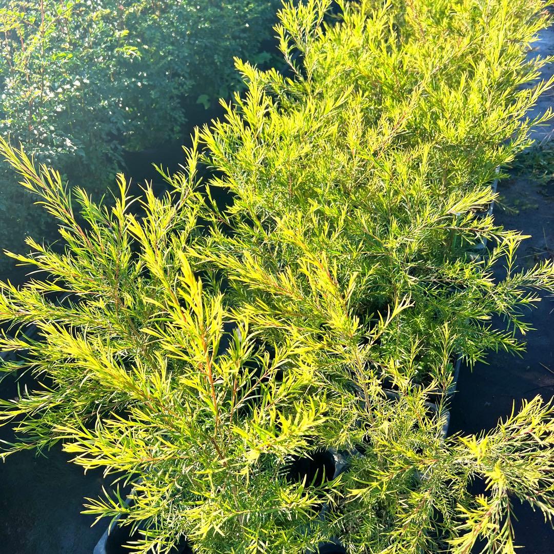 【高さ140㎝前後‼️】メラレウカ　メディカルティーツリー ティーツリー　苗