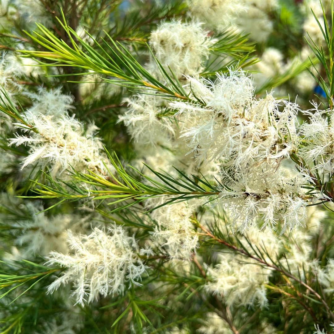 【高さ140㎝前後‼️】メラレウカ　メディカルティーツリー ティーツリー　苗