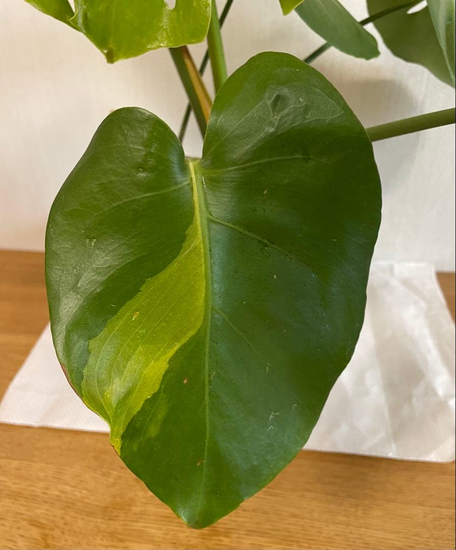 モンステラデリシオーサ 斑入り 実生株 5号ロングポット【鉢ごと発送】