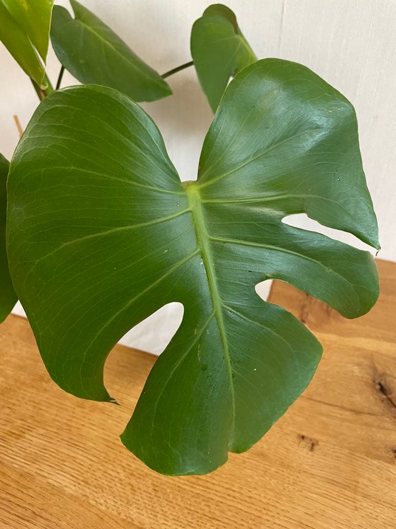 モンステラデリシオーサ 斑入り 実生株 5号ロングポット【鉢ごと発送】