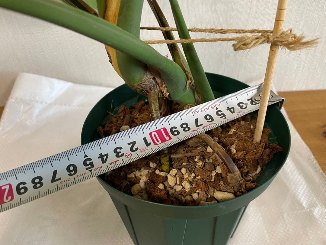 モンステラデリシオーサ 斑入り 実生株 5号ロングポット【鉢ごと発送】