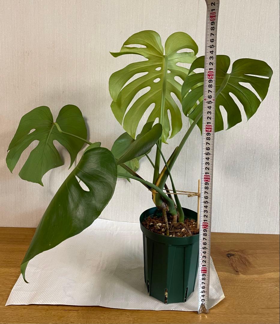 モンステラデリシオーサ 斑入り 実生株 5号ロングポット【鉢ごと発送】