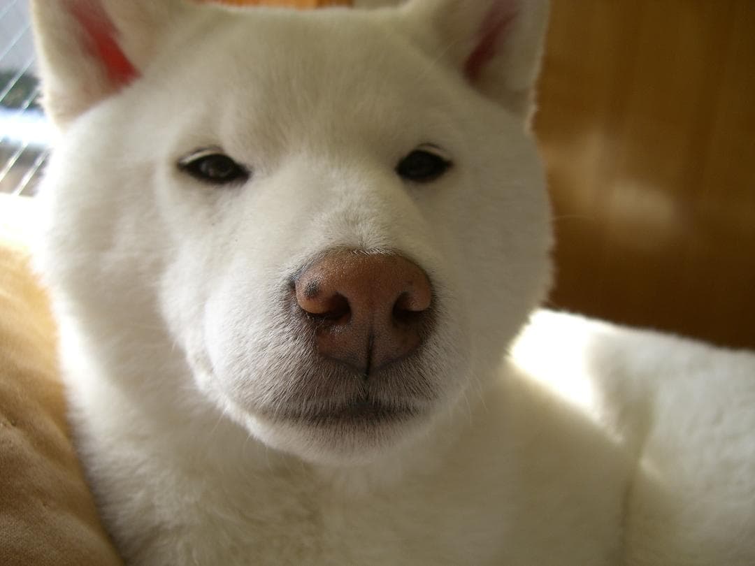 CASIO EXILIM EX-S600 デジタルカメラ