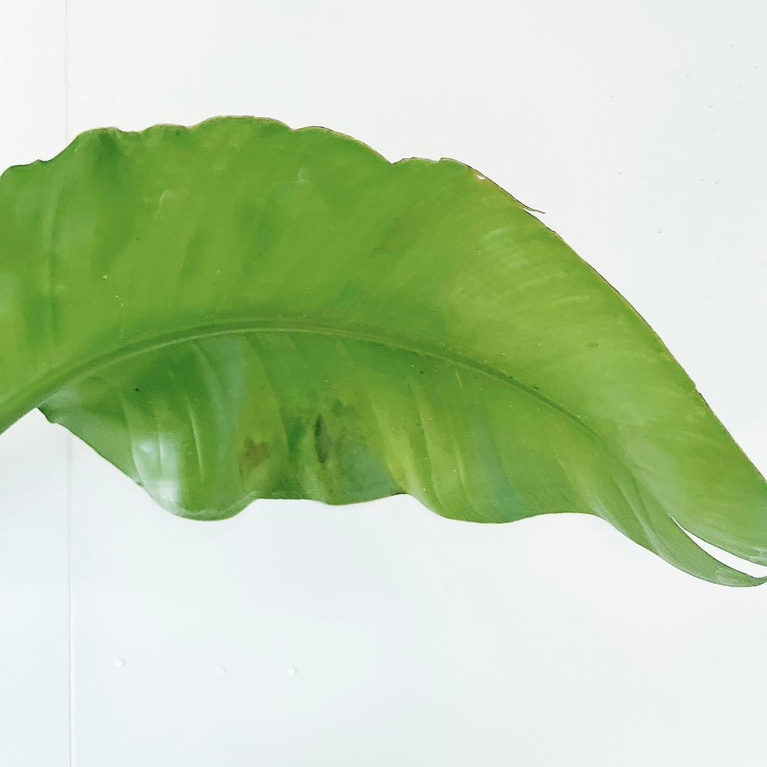 【限定特価】ストレリチア オーガスタ 3株植え 8号鉢　観葉植物