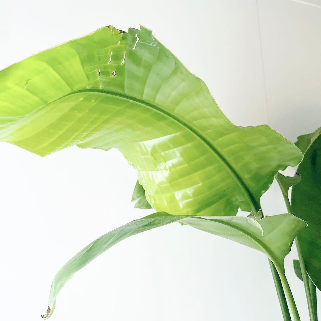 【限定特価】ストレリチア オーガスタ 3株植え 8号鉢　観葉植物