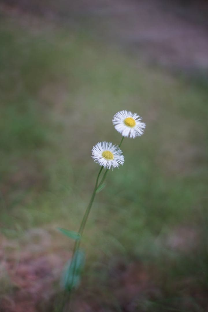 宝石レンズ_SMC_Takumar 55mm_f1.8_ay