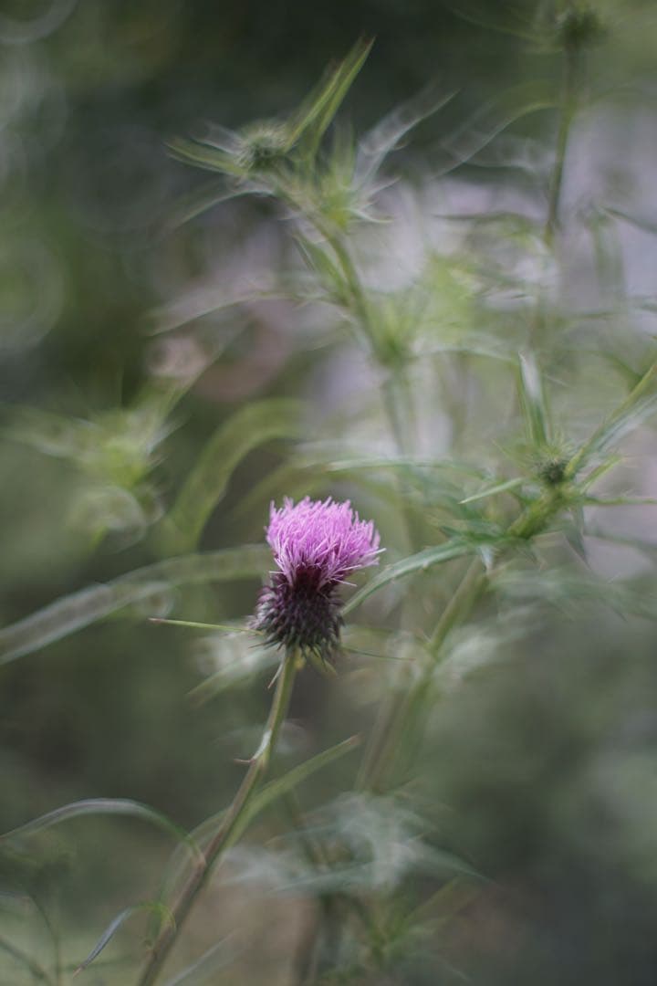 宝石レンズ_SMC_Takumar 55mm_f1.8_ay