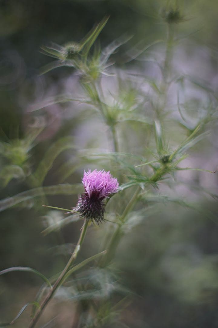 宝石レンズ_SMC_Takumar 55mm_f1.8_ay