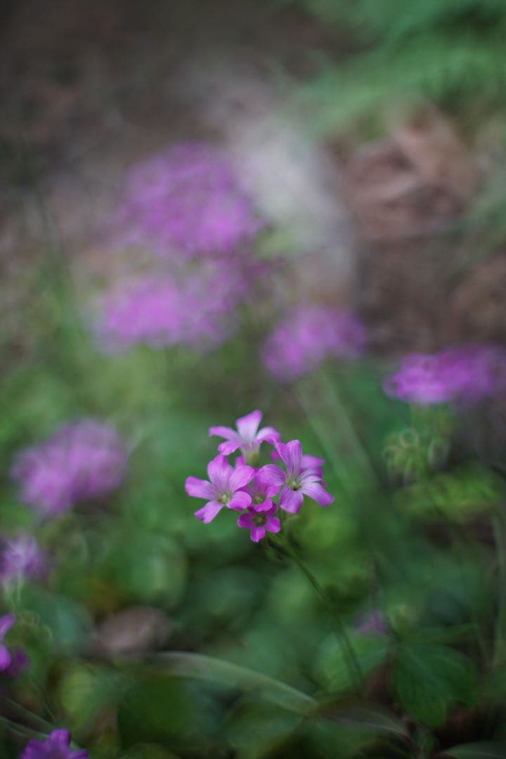 宝石レンズ_SMC_Takumar 55mm_f1.8_ay