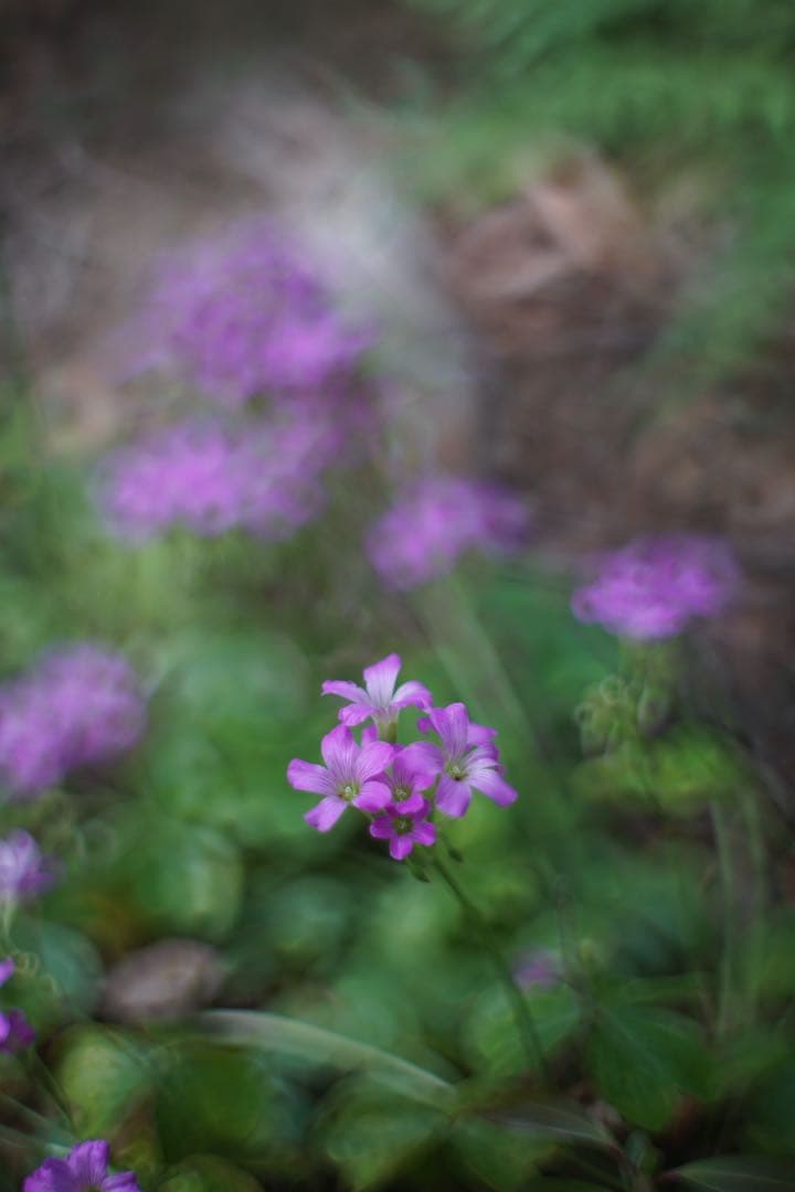 宝石レンズ_SMC_Takumar 55mm_f1.8_ay