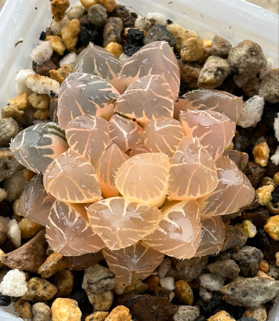 N*様 多肉植物　ハオルチア　紫王オブツーサ錦　糊斑　鮮明錦　超美品