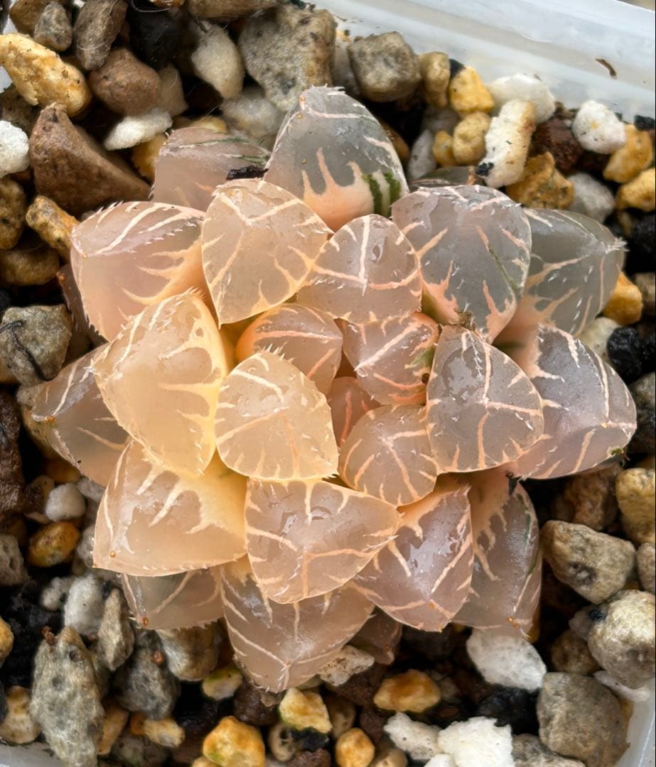 N*様 多肉植物　ハオルチア　紫王オブツーサ錦　糊斑　鮮明錦　超美品
