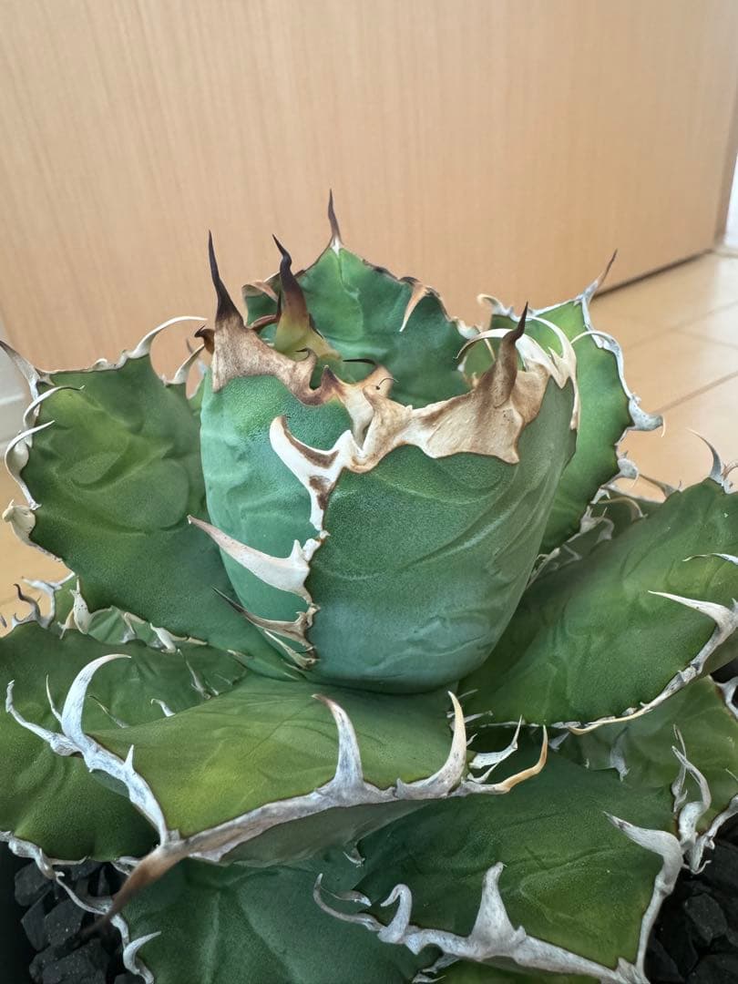 アガベ　オアハカ現地球