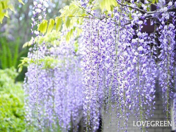 あつ様お取り置き。藤、ひと枝色のピアス14kgf