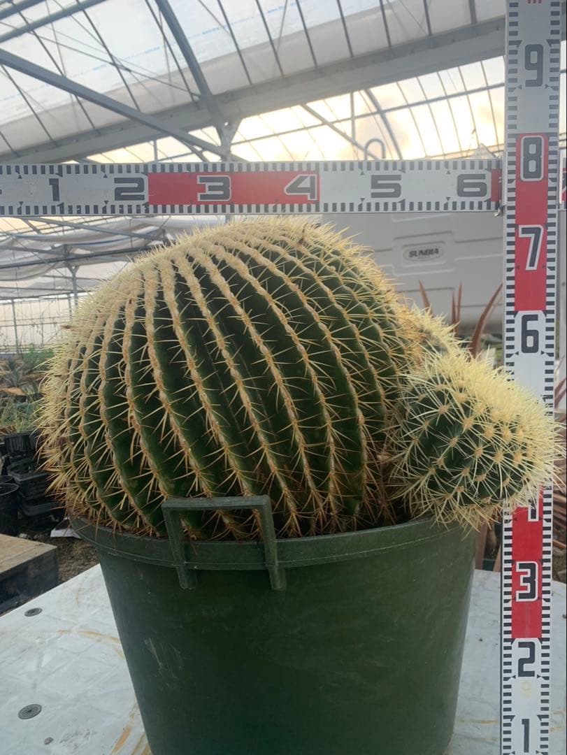 金鯱　サボテン　引取限定