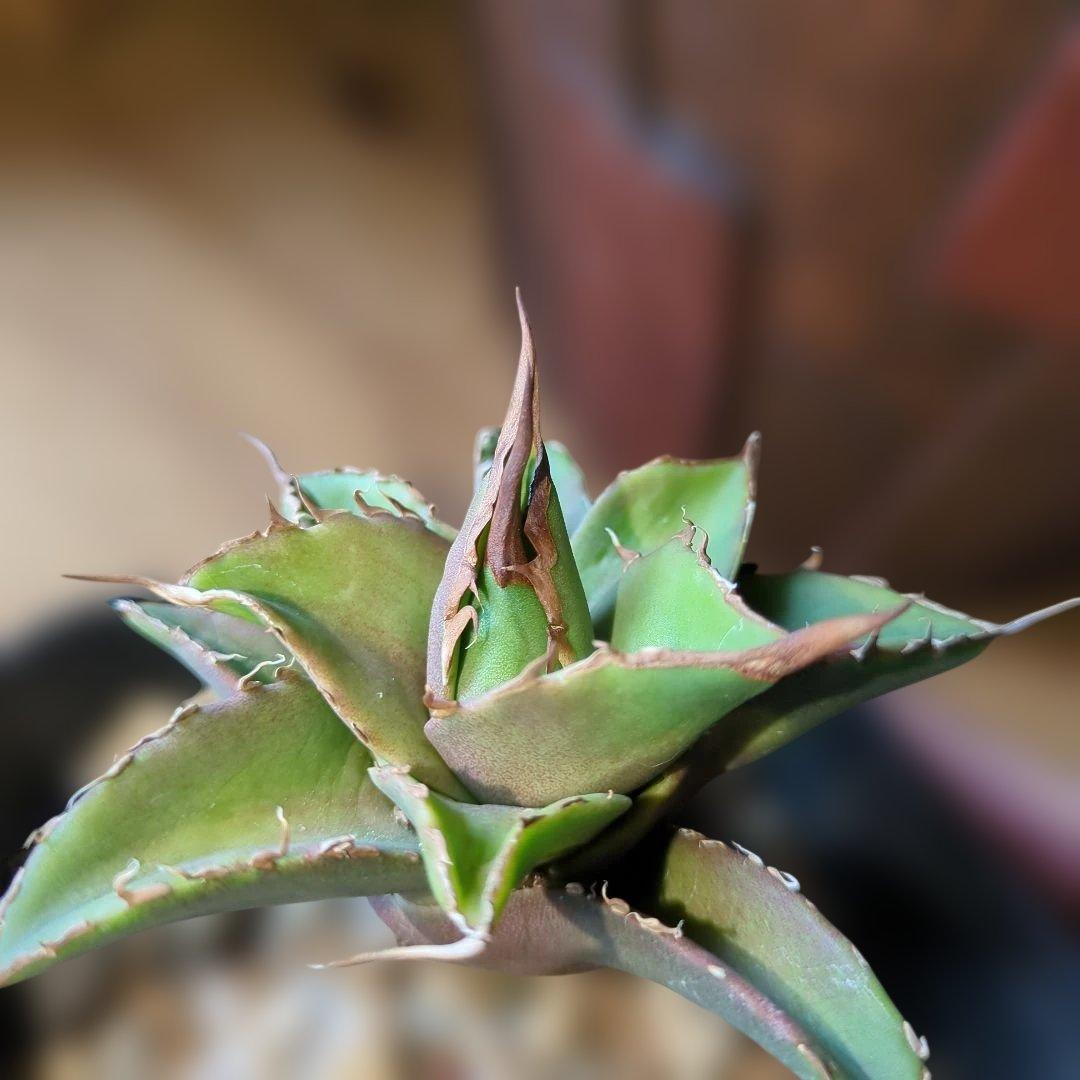 グリフィン アガベ 　子株 2/14撮影