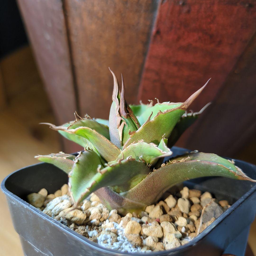 グリフィン アガベ 　子株 2/14撮影