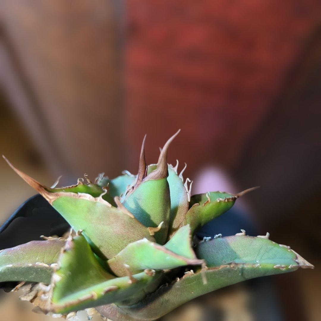 グリフィン アガベ 　子株 2/14撮影