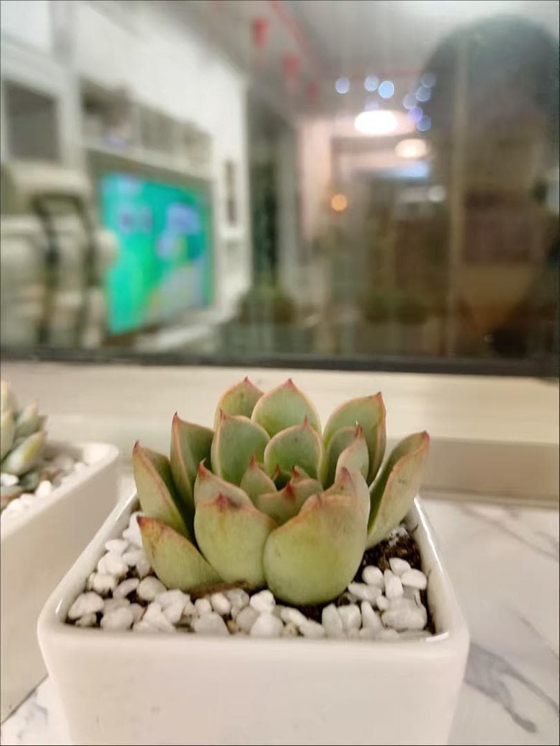 エケベリア 多肉植物 2鉢セット