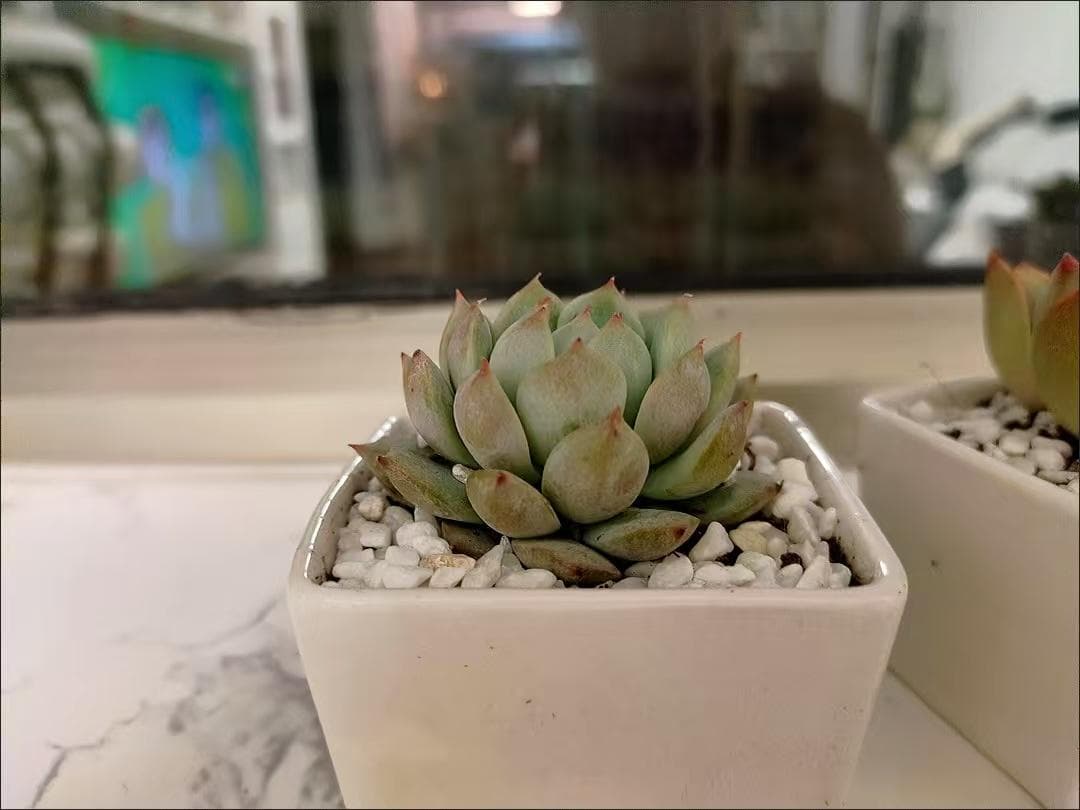 エケベリア 多肉植物 2鉢セット