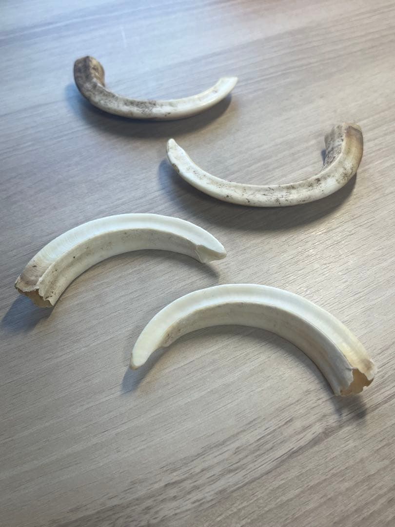 ニホンイノシシの牙　4本セット