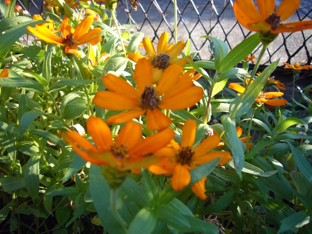 カード付き⭕️訳有り【動作確認済】Panasonic LUMIX DMC-FX01