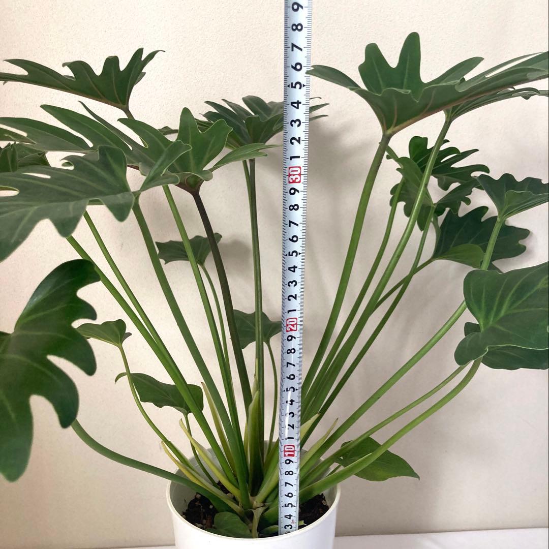 フィロデンドロン　クッカバラ② 大株‼️約59㎝　5号鉢　メルカリ便※鉢ごと発送‼️