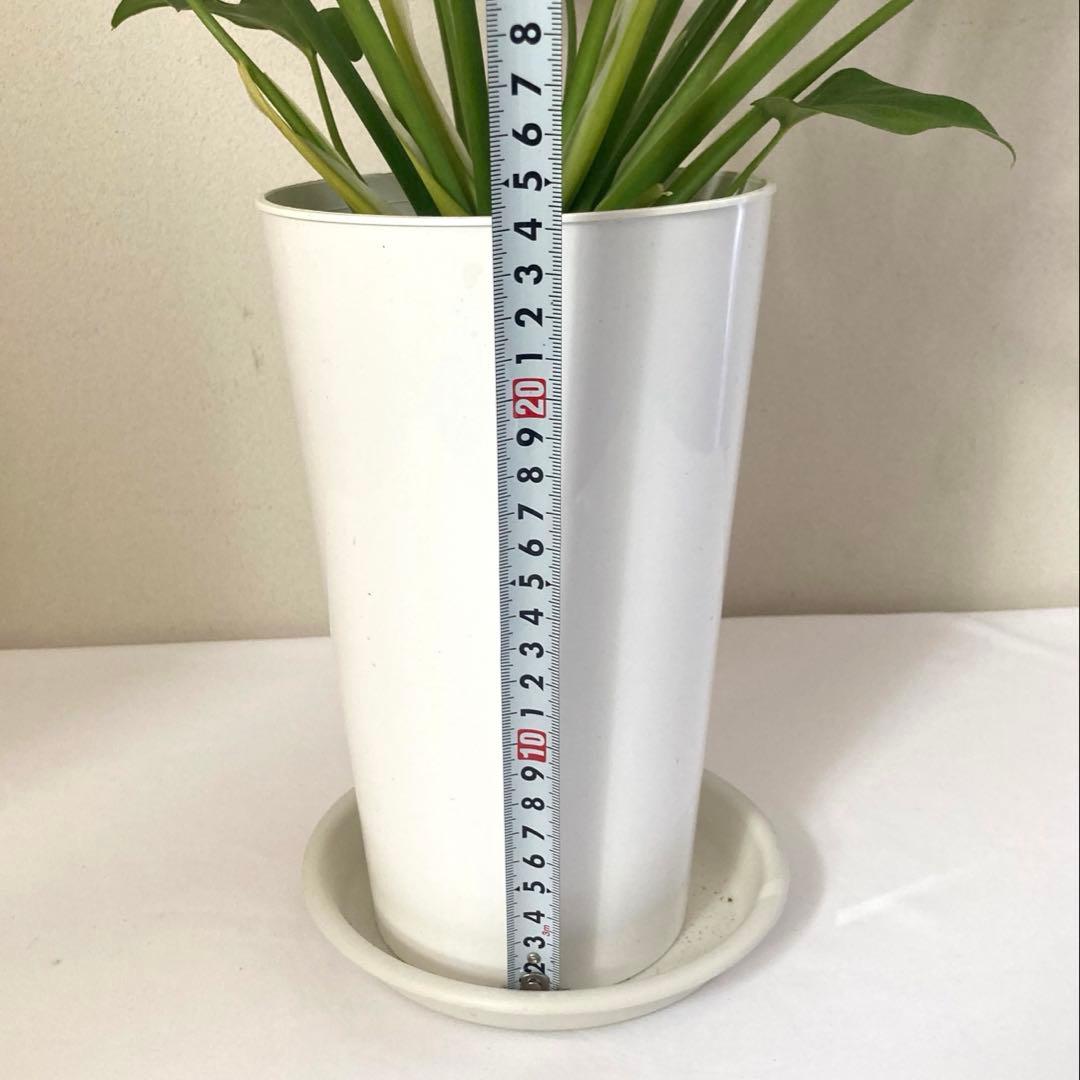 フィロデンドロン　クッカバラ② 大株‼️約59㎝　5号鉢　メルカリ便※鉢ごと発送‼️