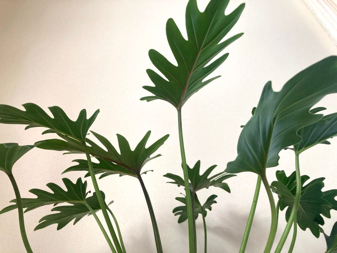 フィロデンドロン　クッカバラ② 大株‼️約59㎝　5号鉢　メルカリ便※鉢ごと発送‼️