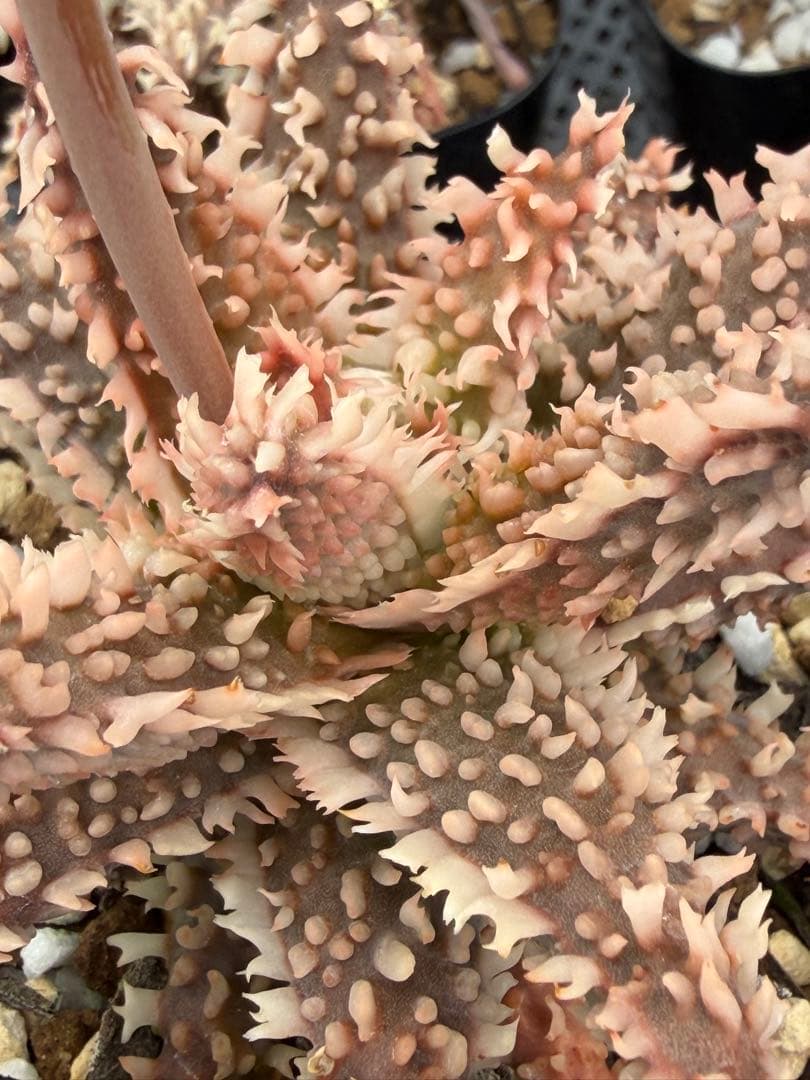 アロエ　ハイブリッド　Aloe hybrid 第四種　Fe-34