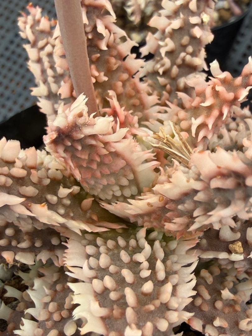 アロエ　ハイブリッド　Aloe hybrid 第四種　Fe-34