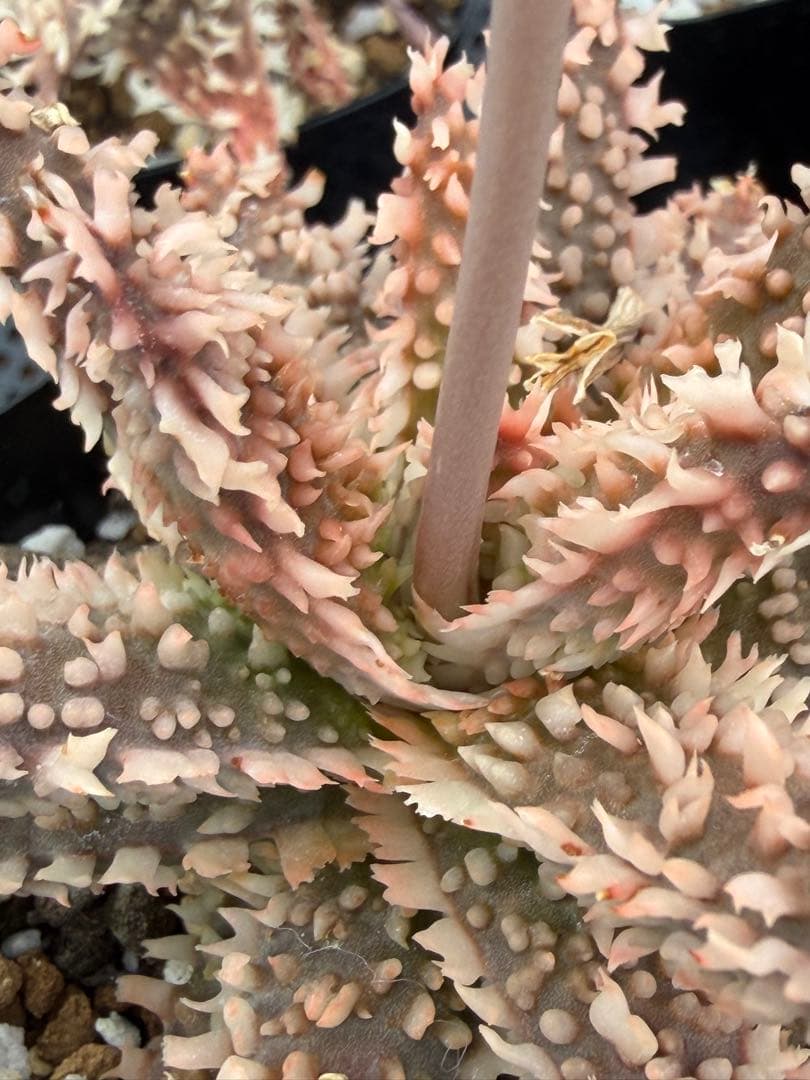 アロエ　ハイブリッド　Aloe hybrid 第四種　Fe-34