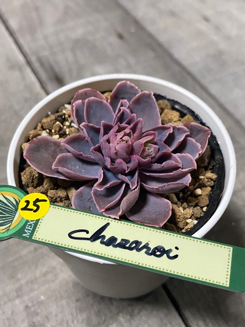 追加25 希少　原種　チャザロイ　Echeveria chazaroi