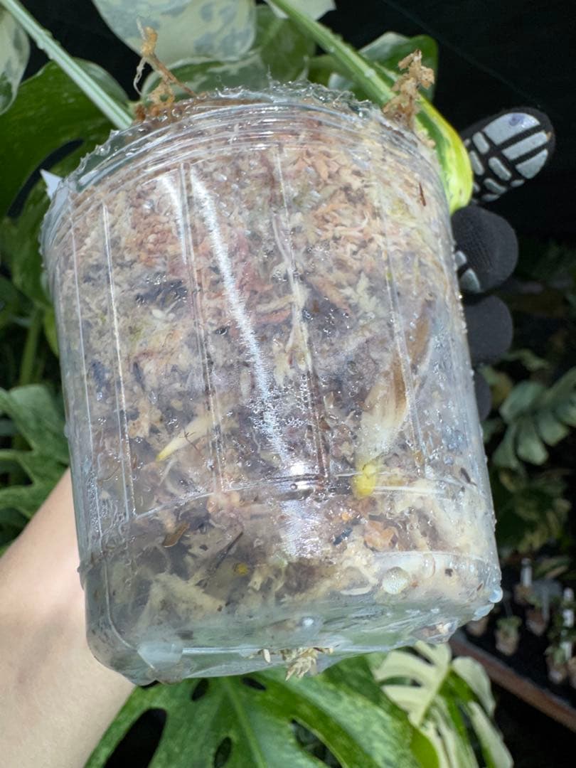 J2 モンステラ　ボルギシアナ　アルボ　ホワイトタイガー白斑　健康カット苗