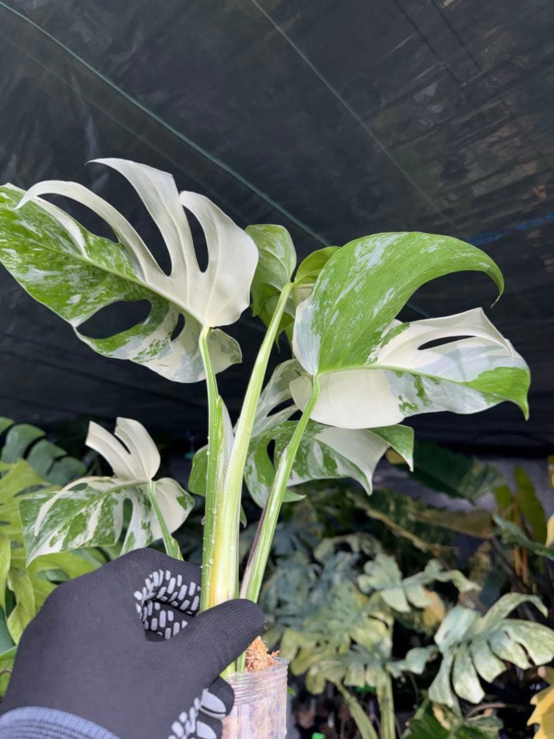 J2 モンステラ　ボルギシアナ　アルボ　ホワイトタイガー白斑　健康カット苗