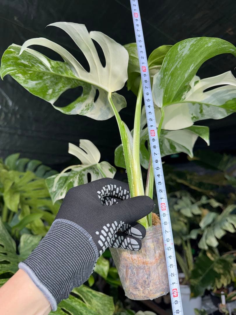 J2 モンステラ　ボルギシアナ　アルボ　ホワイトタイガー白斑　健康カット苗