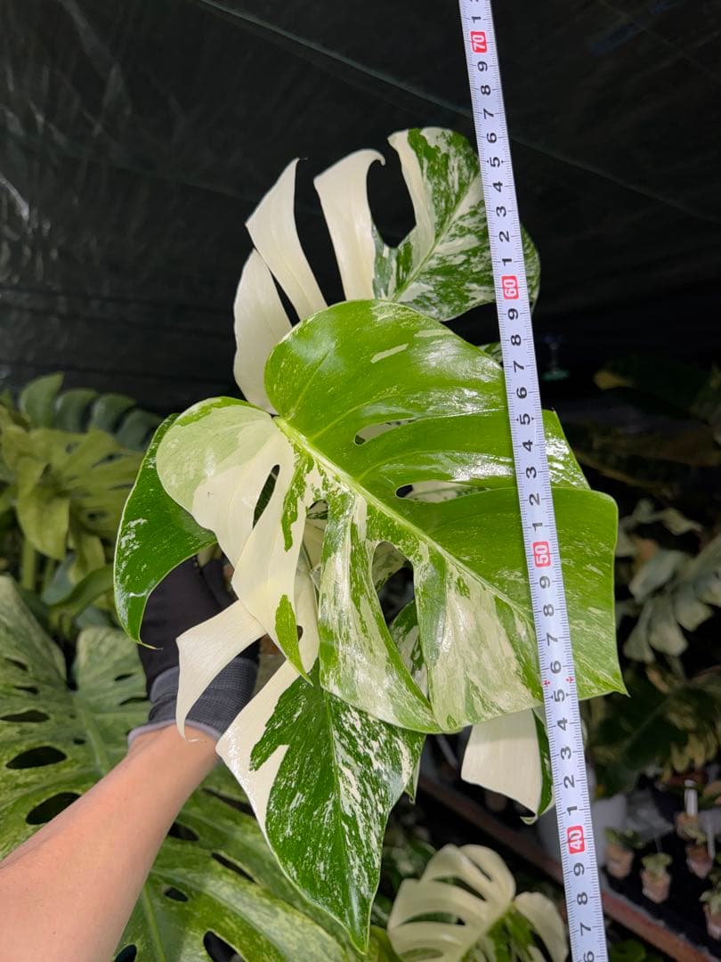 J2 モンステラ　ボルギシアナ　アルボ　ホワイトタイガー白斑　健康カット苗