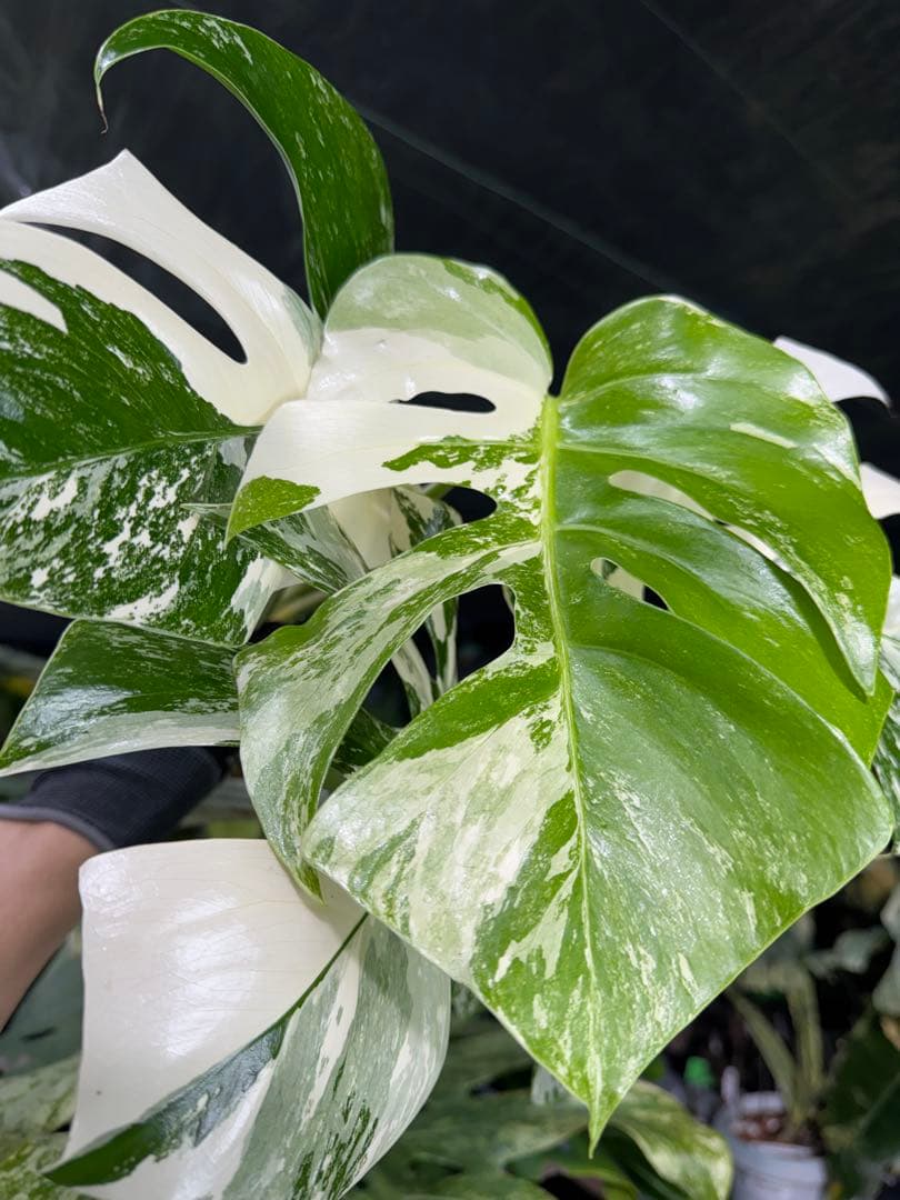 J2 モンステラ　ボルギシアナ　アルボ　ホワイトタイガー白斑　健康カット苗