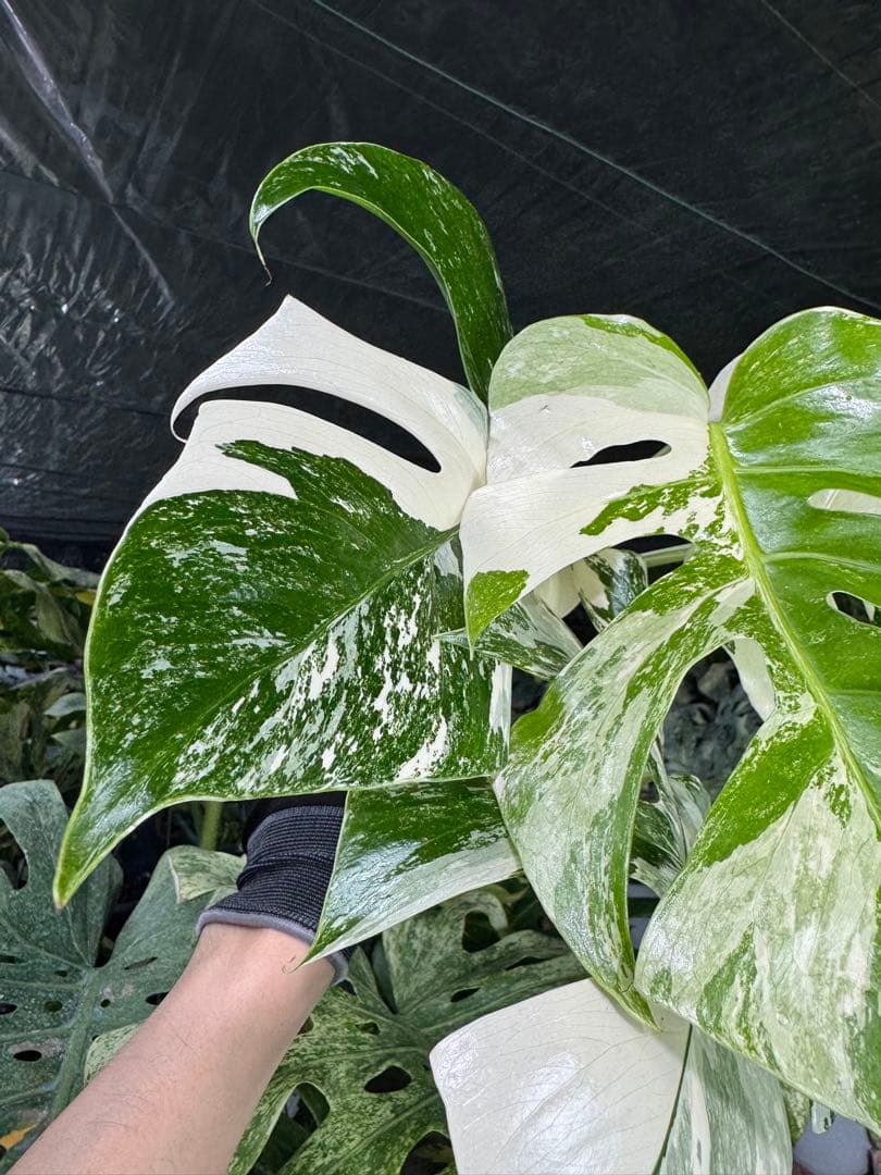 J2 モンステラ　ボルギシアナ　アルボ　ホワイトタイガー白斑　健康カット苗