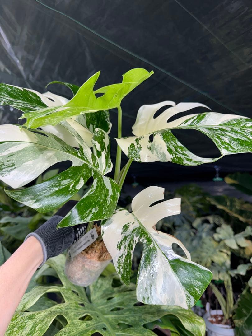 J2 モンステラ　ボルギシアナ　アルボ　ホワイトタイガー白斑　健康カット苗