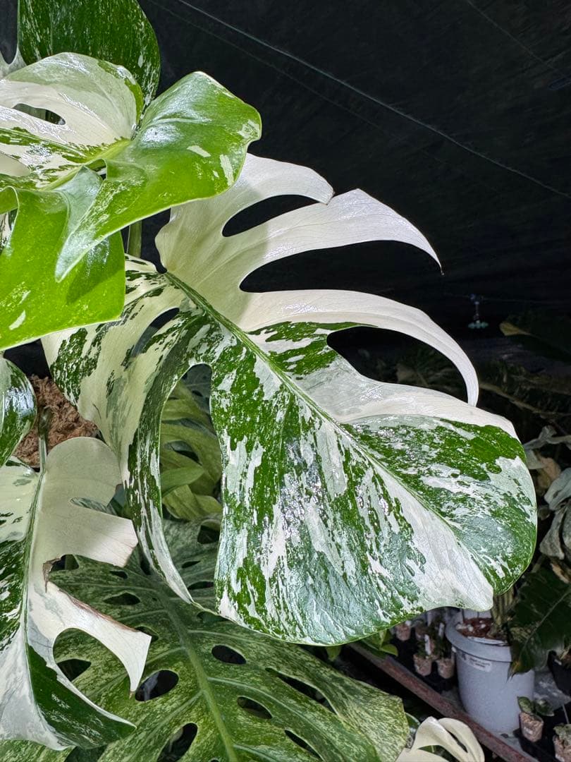 J2 モンステラ　ボルギシアナ　アルボ　ホワイトタイガー白斑　健康カット苗