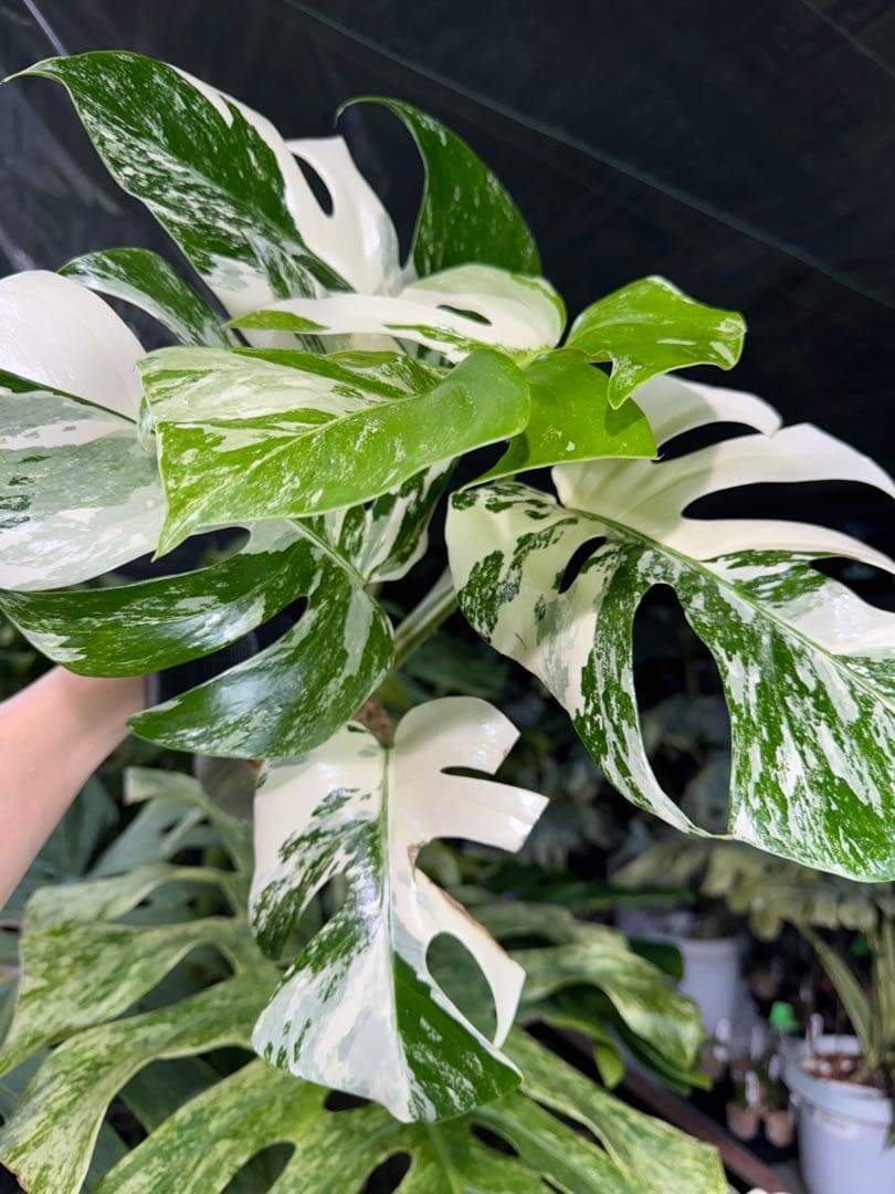 J2 モンステラ　ボルギシアナ　アルボ　ホワイトタイガー白斑　健康カット苗