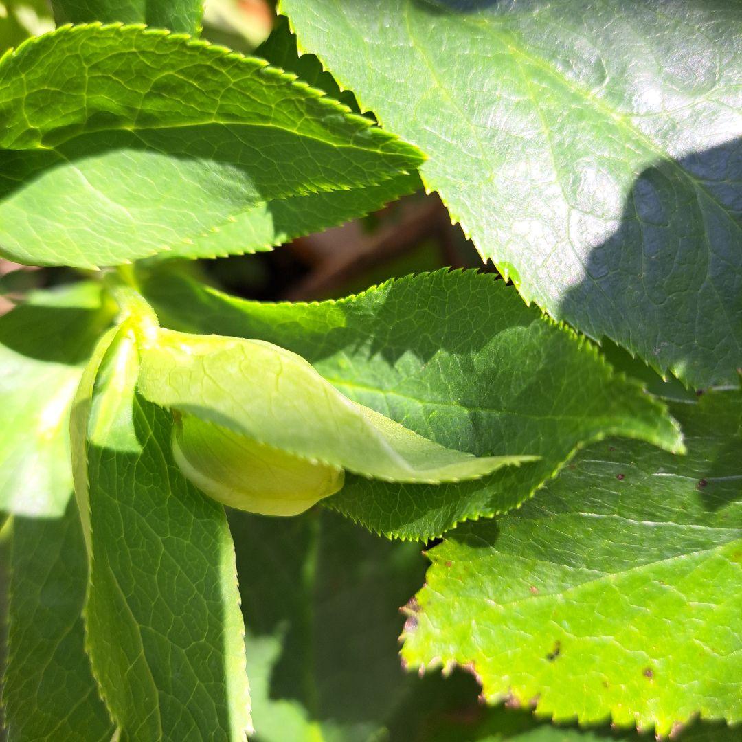 クリスマスローズモーリー風開花苗