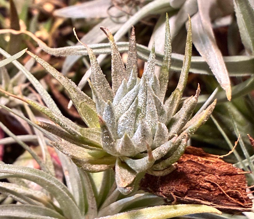 T*5様 Tillandsia ionantha ‘Haselnuss' Koe