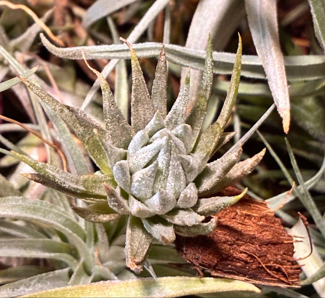 T*5様 Tillandsia ionantha ‘Haselnuss' Koe