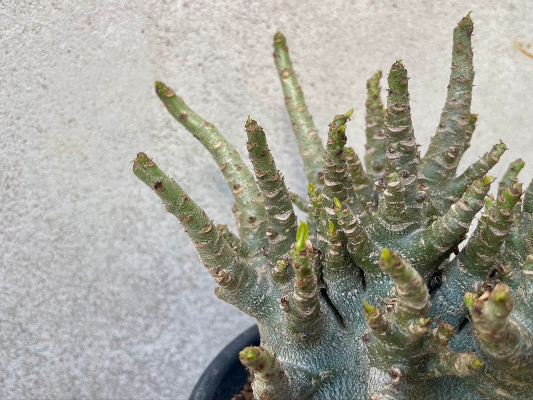 ［大株］アデニウム アラビカム 実生（休眠明け）