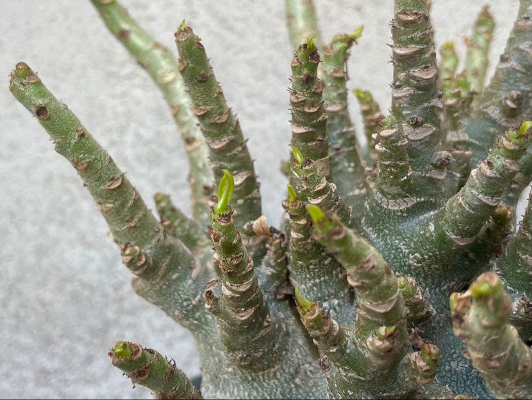 ［大株］アデニウム アラビカム 実生（休眠明け）