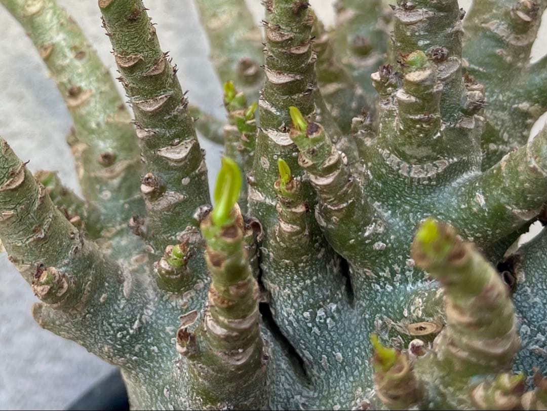 ［大株］アデニウム アラビカム 実生（休眠明け）